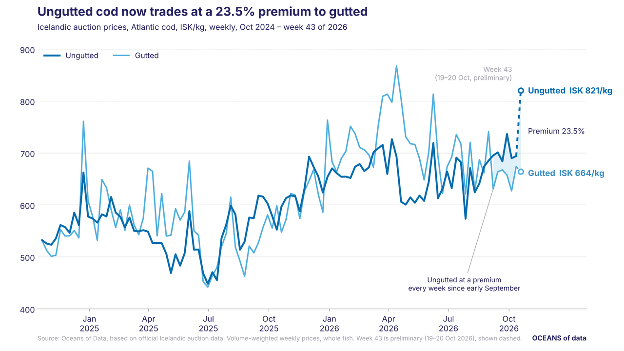 Line chart of Icelandic auction prices showing ungutted cod trading at a 23.5% premium to gutted cod at 821 ISK/kg versus 664 ISK/kg